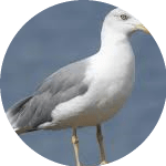 galeb01